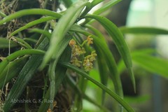 Cleisostoma tenuifolium